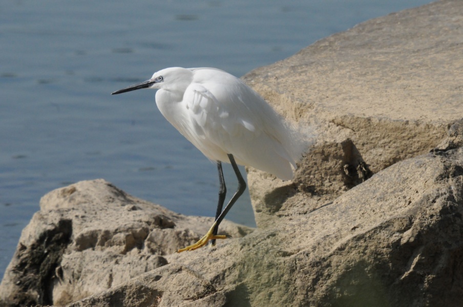 Aigrette © SMIRIL