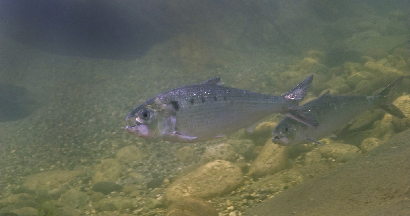 Réfection complète et déplacement d'un aquarium d'eau douce de