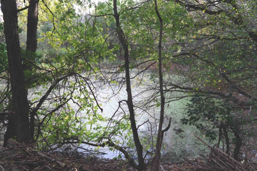 Biodiversite zone humide © Adrien Vargoz SMIRIL