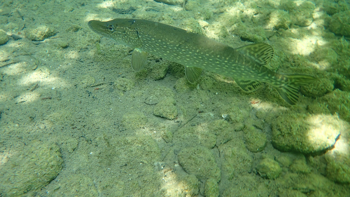 Brochet dans le Rhône © Jean-Louis Michelot