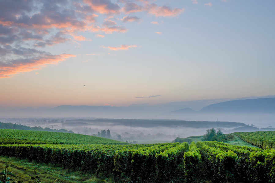 Brume sur les vignes Satigny Mandement © geneveterroir