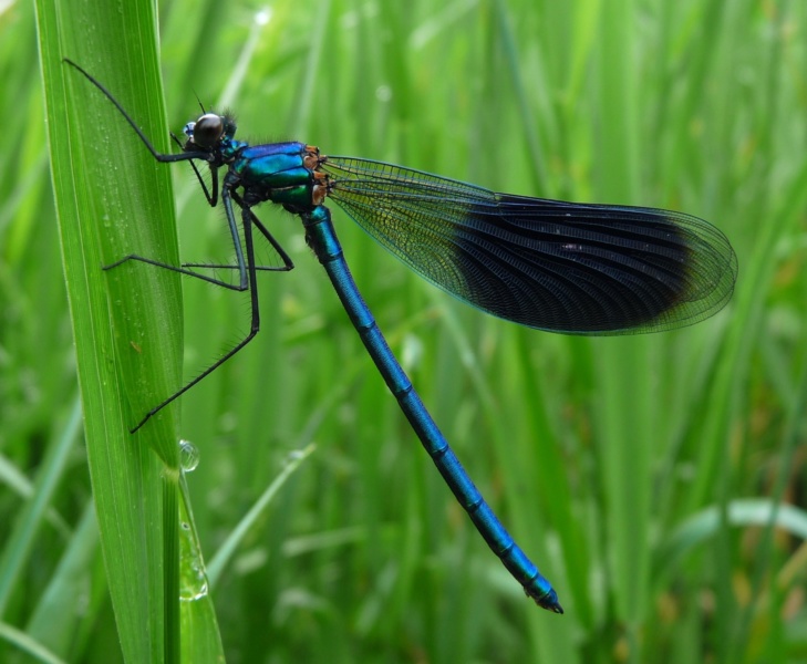 Calopteryx spendens © SMIRIL