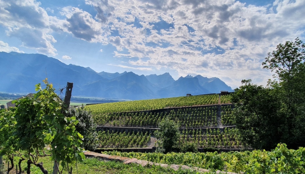 Canton de Vaud Yvorne © Andre Deyrieux