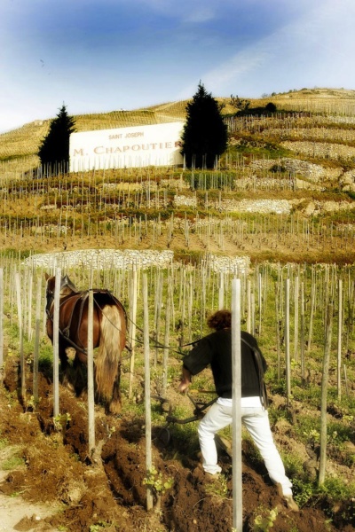 Cheval au travail dans les vignes à St-Joseph©Maison M.CHAPOUTIER