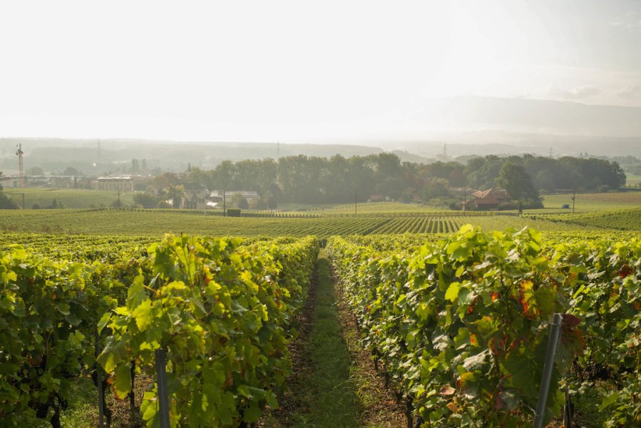 Commune de Satigny region du Mandement © geneveterroir