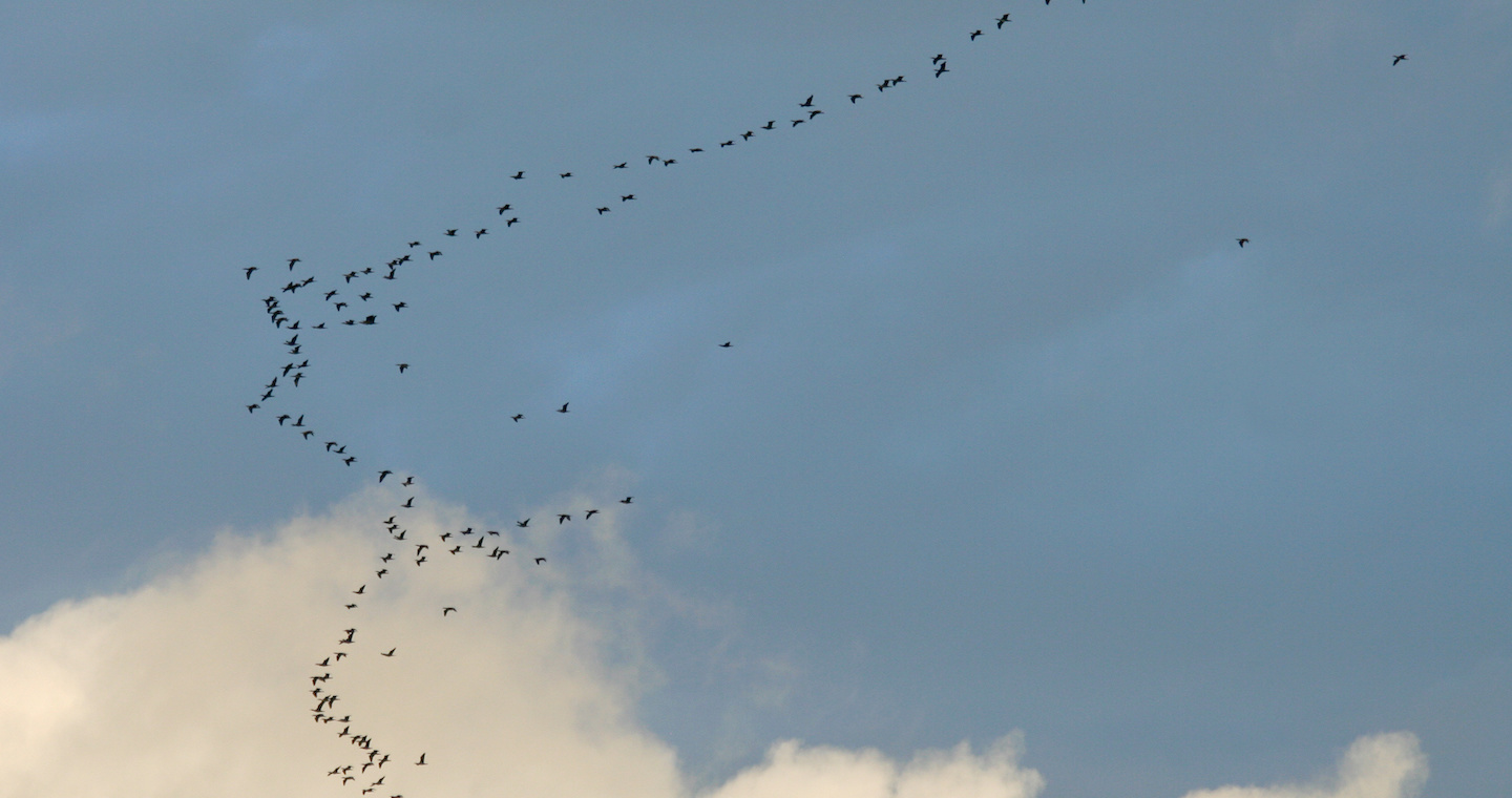 Cormorans © Vincent Palomares