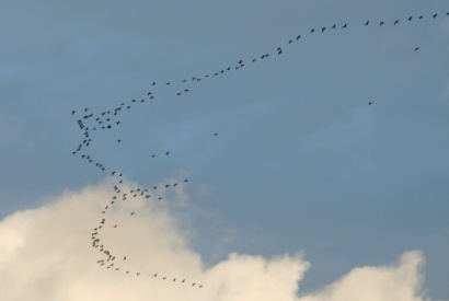 Cormorans © Vincent Palomares