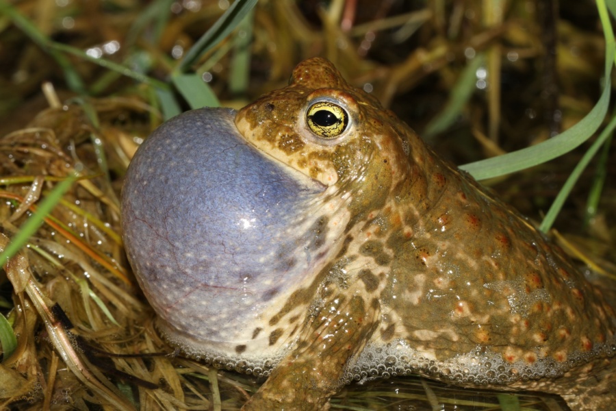 Crapaud calamite chanteur© NaturAiles