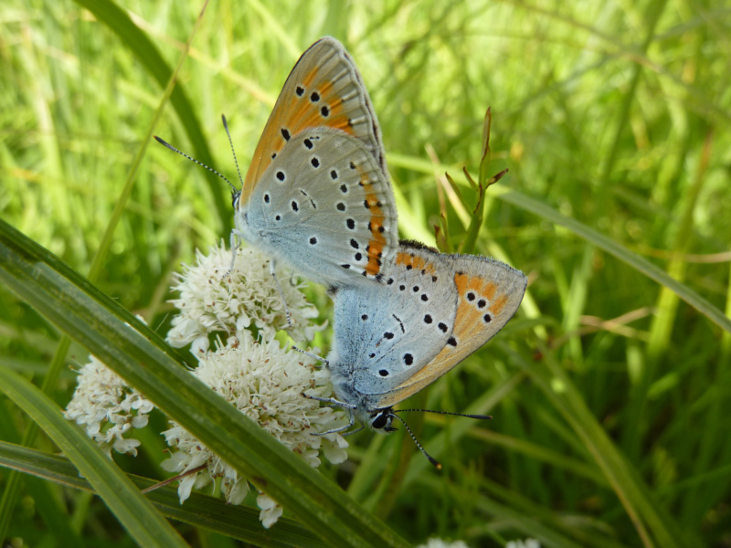 Cuivre couple © Conservatoire Espaces Naturels RA