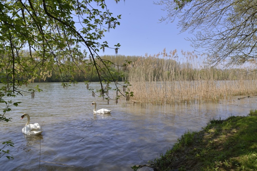 Cygnes sur la Saône © Philippe Hervouet