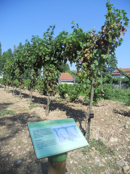 Domaine des Allobroge vignoble reconstitue à la romaine conduite sur joug de la vigne © Patrick Ageneau Musee et sites gallo romains de Saint Romain en Gal Vienne