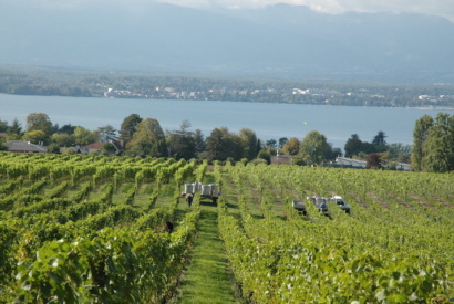 Domaine des Menades rives du Leman © geneveterroir