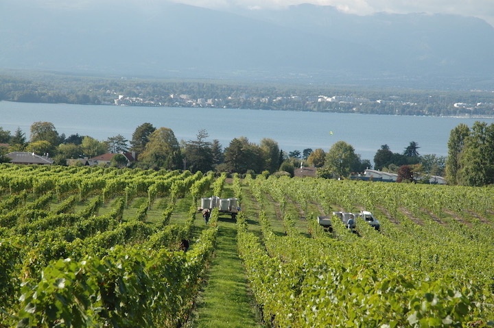 Domaine des Menades rives du Leman © geneveterroir