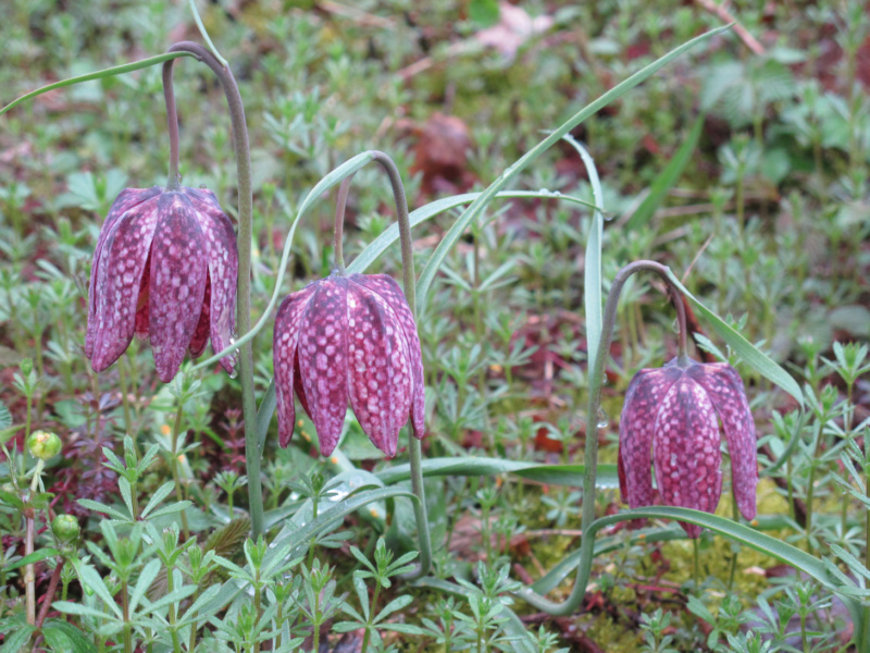 Fritillaire pintade © Conservatoire des Espaces Naturels RA