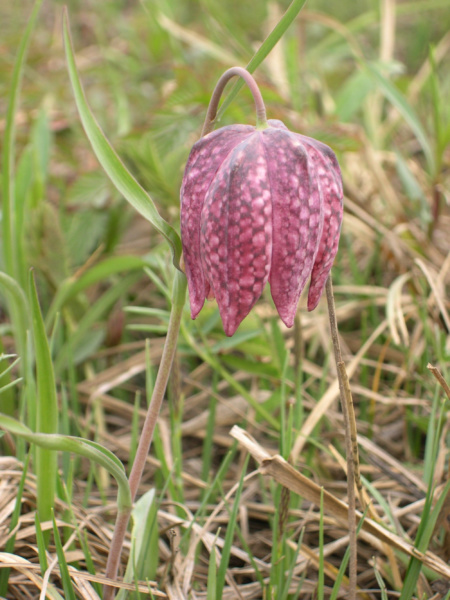 Fritillaire pintade Le Bouchage © Syndicat du Haut-Rhone