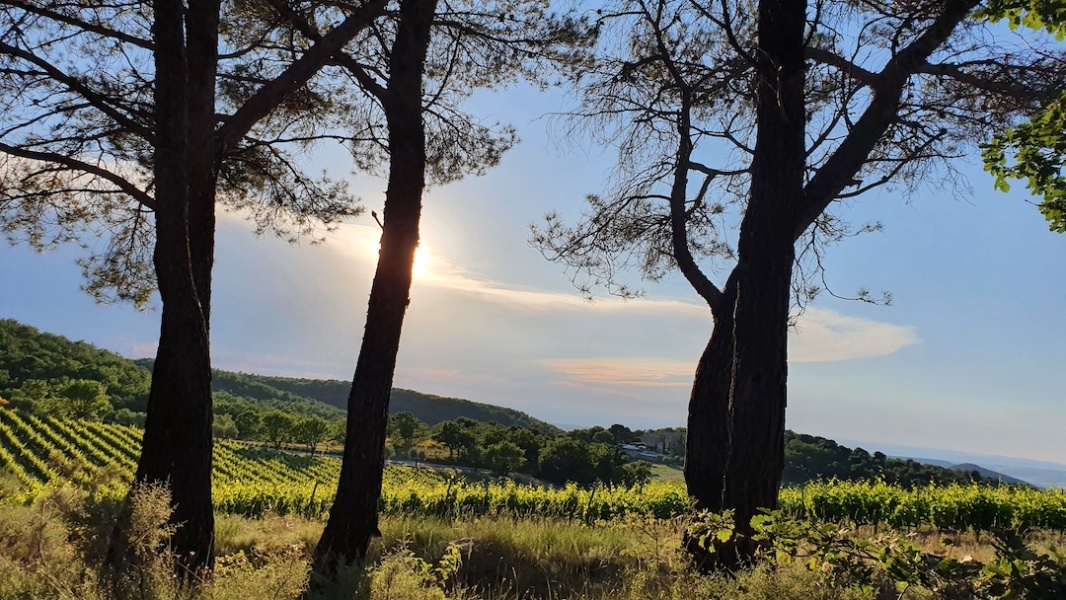 Grenache en Rhone provencal © Andre Deyrieux