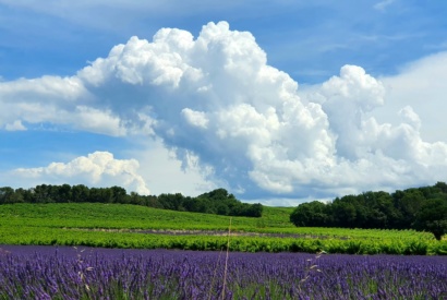 Grenache et champs de lavande © Andre Deyrieux