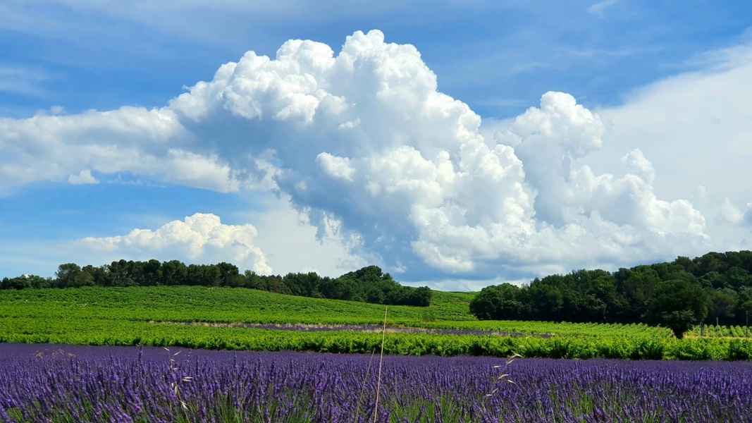 Grenache et champs de lavande © Andre Deyrieux