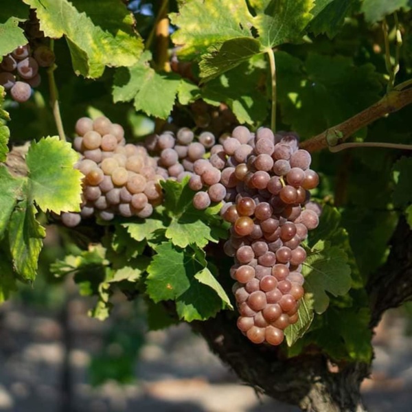 Grenache gris © Syndicat des vins Sable de Camargue jpg