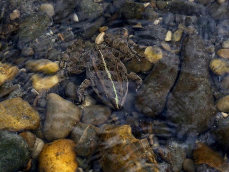 Grenouille verte sur le Vieux Rhone de Belley ©B Morandi 2021