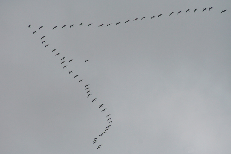 Grues cendrees © Vincent Palomares