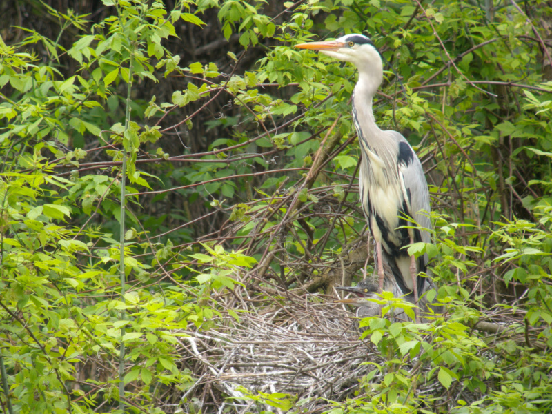 Heron cendre, Ile du Beurre © Centre d’Observation de la Nature de l Ile du Beurre