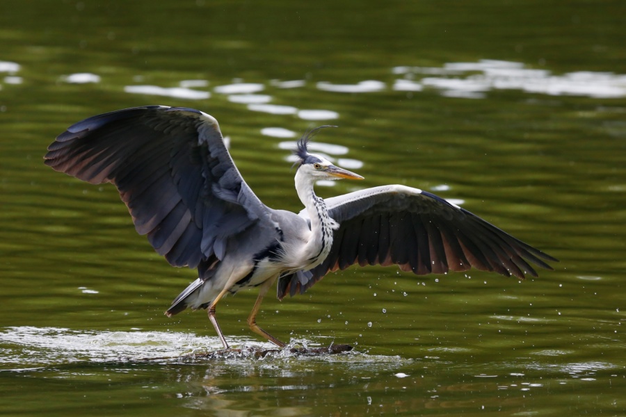 Héron cendré © NaturAiles