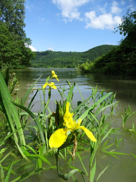 Iris en bord de Rhone © Jean Louis Michelot