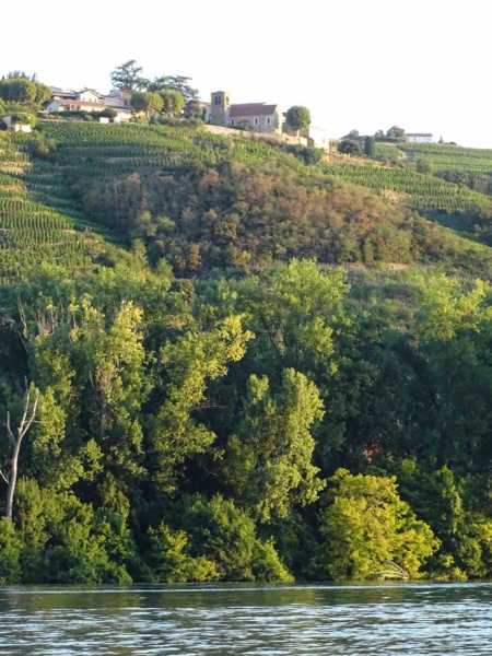 la vigne et le Rhone ©Jean Louis Michelot