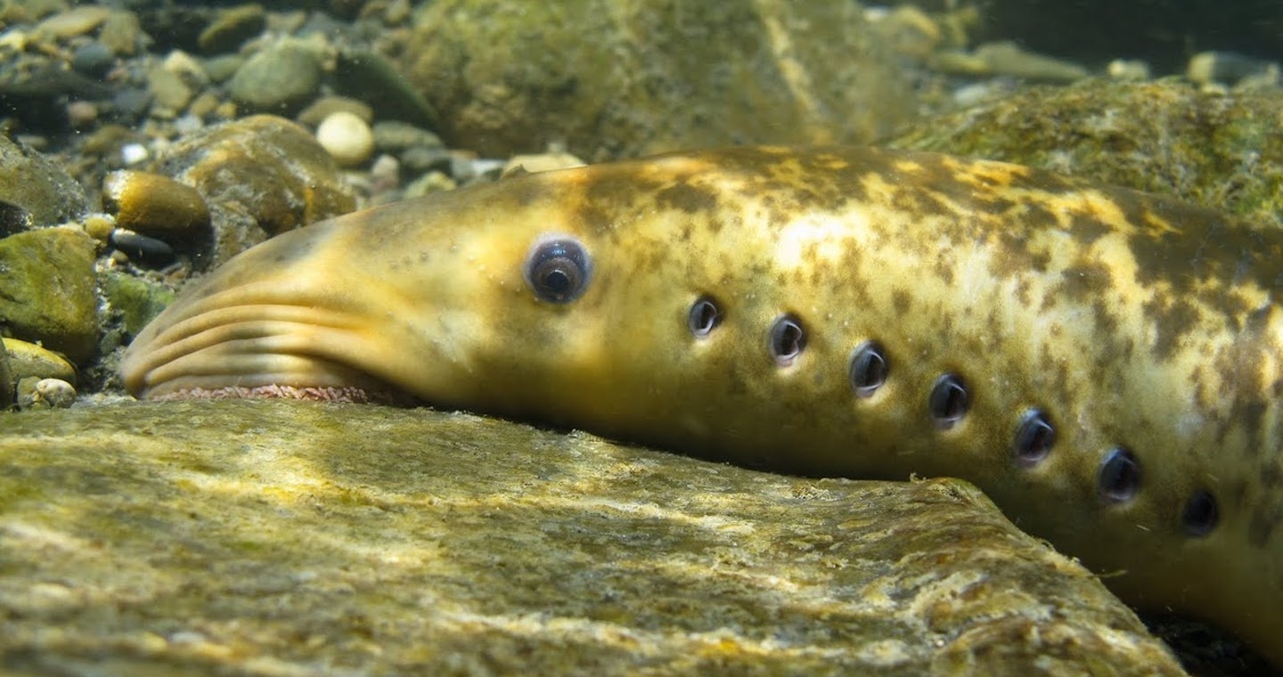 Lamproie marine tete femelle © B.ADAM BIOTOPE