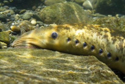 Lamproie marine tete femelle © B.ADAM BIOTOPE