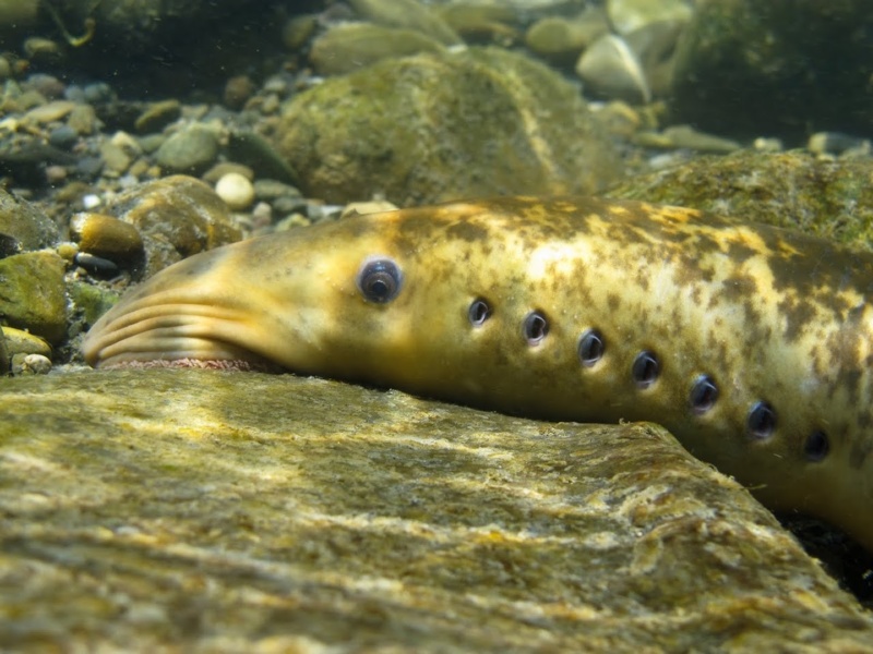 Lamproie marine tete femelle © B.ADAM BIOTOPE