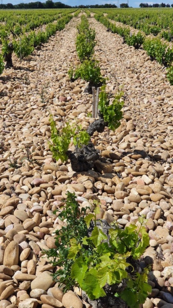 Les galets roules de Chateau Neuf Du Pape © Andre Deyrieux