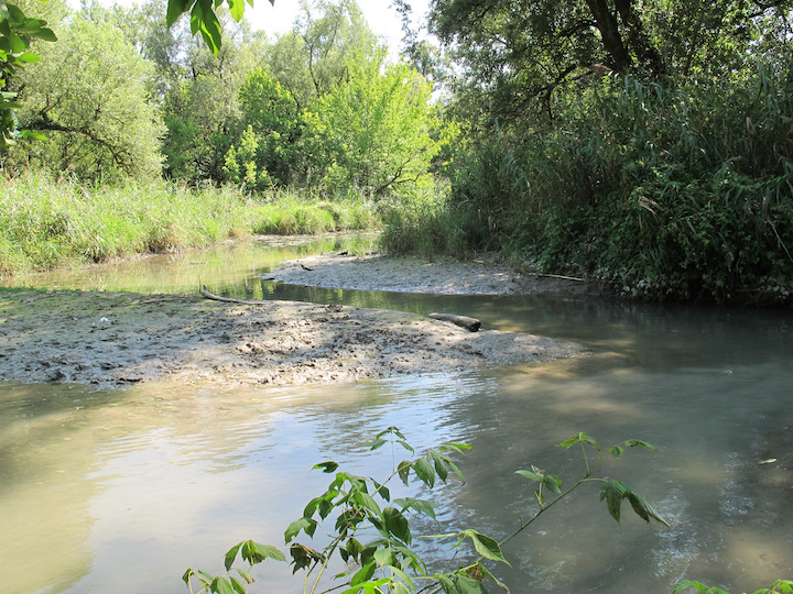Limons a l entree lone Ponton Haut Rhone © Jean Michel Olivier