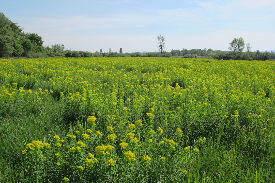 Marais de Boistray © Conservatoire des Espaces Naturels RA