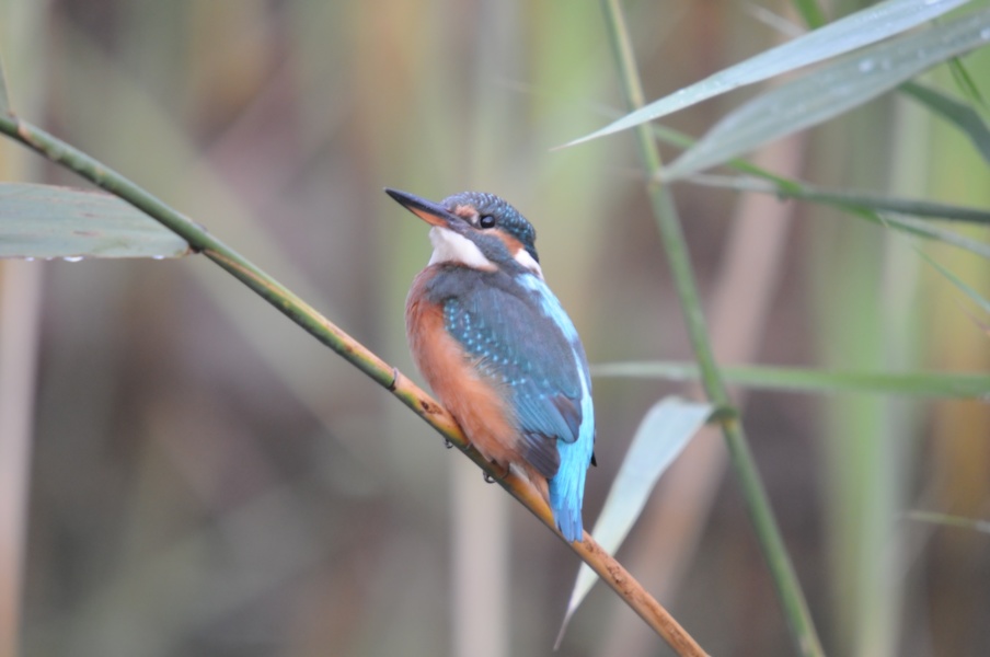 Martin-Pêcheur © SMIRIL