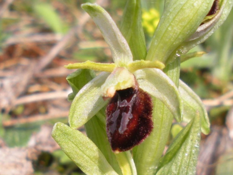 Ophrys Occidentalis © SMIRIL