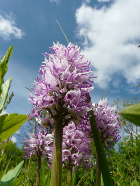 Orchis Singe© SMIRIL