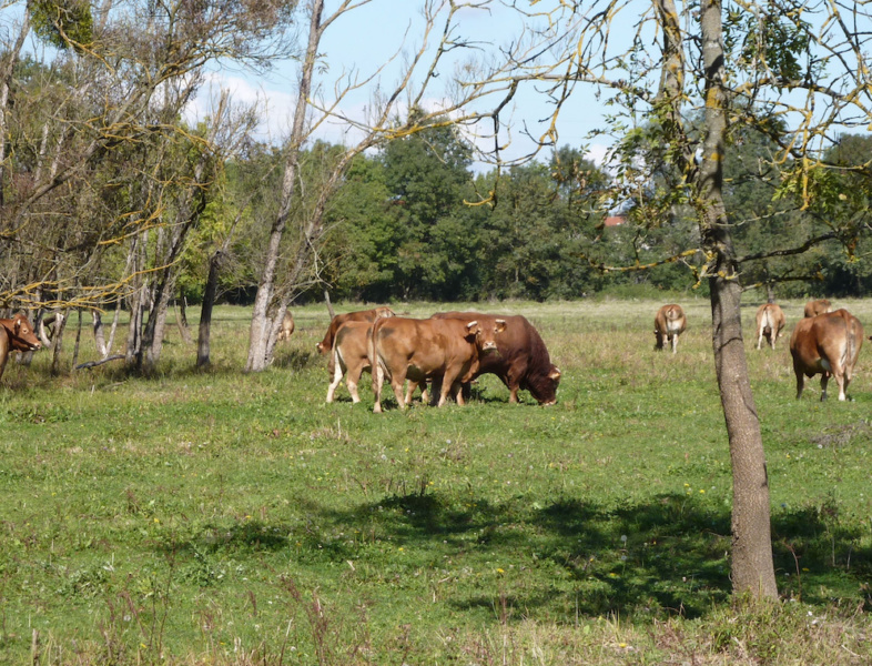 Pâturage de vaches Limousines au Marais de Boistray © Conservatoire des Espaces Naturels RA