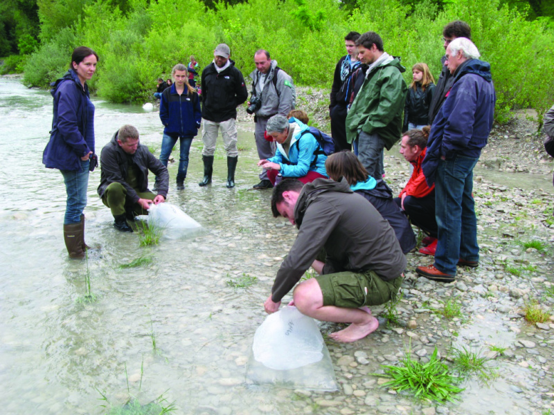 Reintroduction d aprons © Conservatoire d Espaces Naturels Rhone Alpes