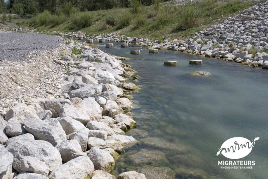 Riviere de contournement de Livron Drome © Migrateurs Rhone Mediterranee