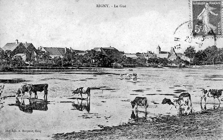 Vaches traversant a gue a Rigny © DR Louis Bonnamour