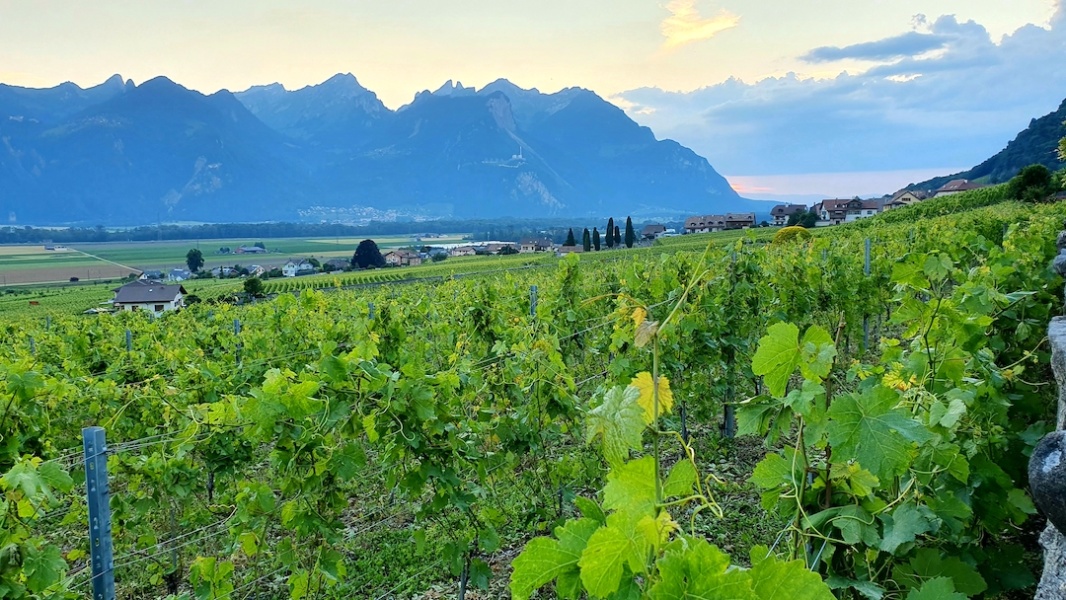 Vallee du Rhone depuis les vignes d Yvorne et Aigle © Andre Deyrieux