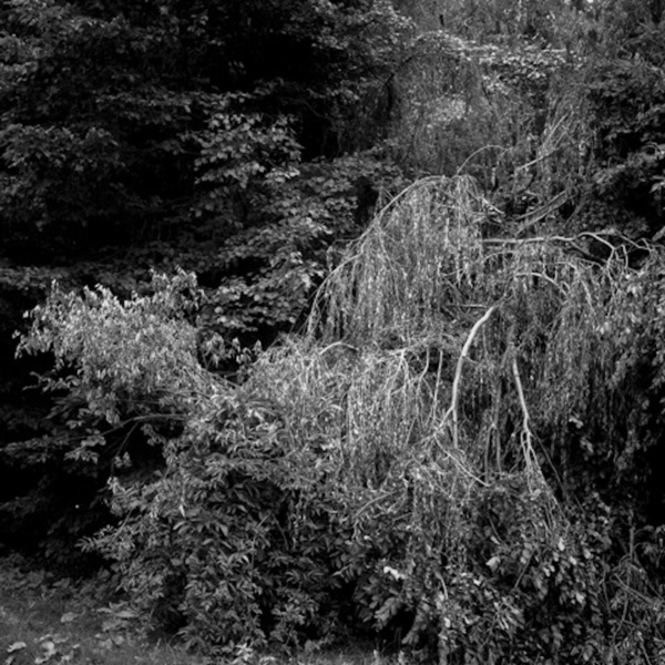 Vegetation Une apres-midi en bord de Loire © Loic Xavier