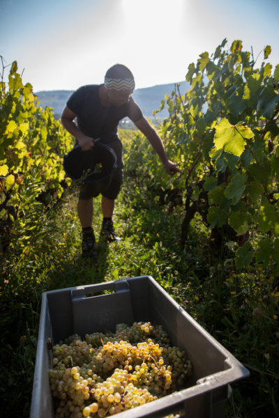 Vendanges a Corbonod # Frederic Scali Jerome Pruiaux