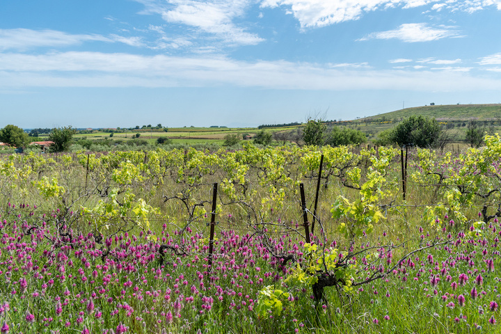 Vigne et fleurs © Nimes Tourisme