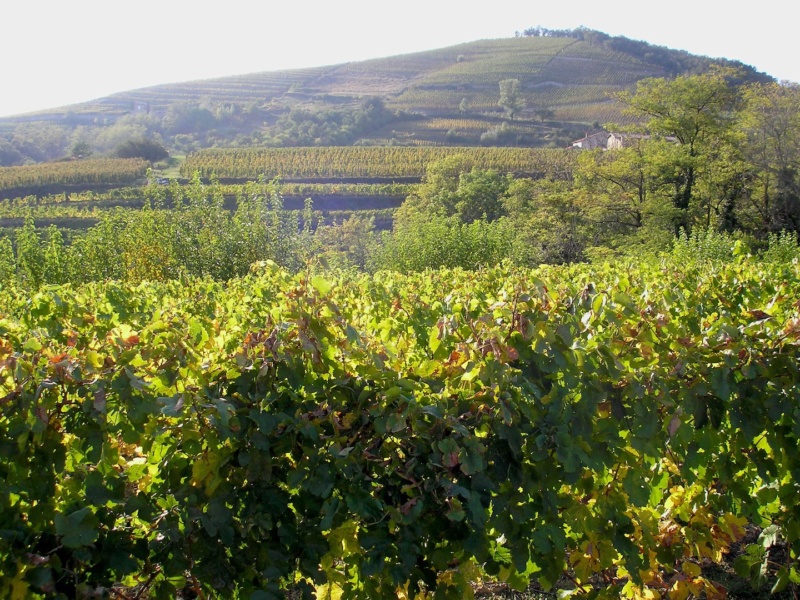 Vignes de l Hermitage © Andre Derieux