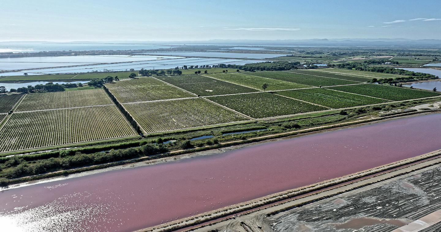 Vignes et salins © D Demouy Syndicat des vins Sable de Camargue