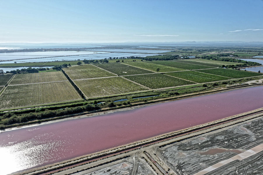 Vignes et salins © D Demouy Syndicat des vins Sable de Camargue