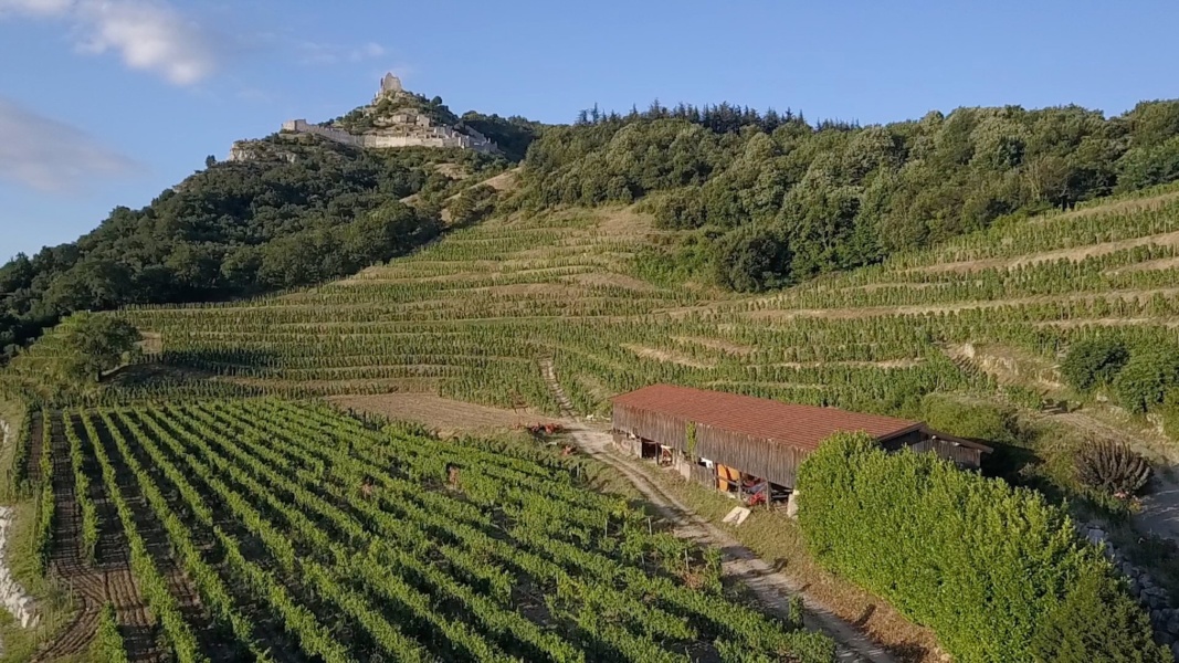 Vignes sous le Chateau de Crussol © Domaine Remy Nodin